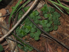 Psychotria serpens
