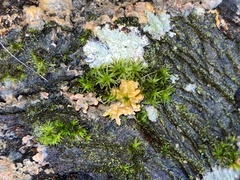 Sphaerobolus stellatus