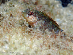 Malacoctenus macropus