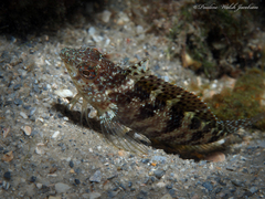 Malacoctenus macropus