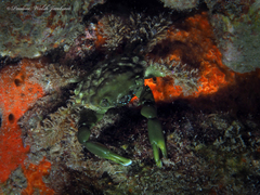 Mithraculus sculptus
