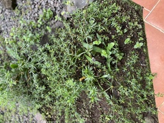 Petroselinum crispum