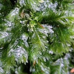 Fissidens dubius