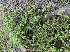 Petroselinum crispum