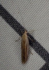 Polyhymno luteostrigella