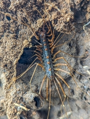 Scutigeromorpha