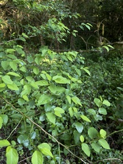 Pseudophyllanthus ovalis