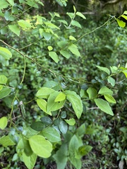 Pseudophyllanthus ovalis