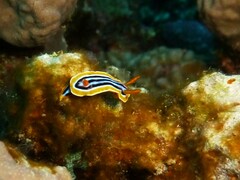 Chromodoris quadricolor