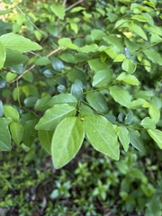 Pseudophyllanthus ovalis