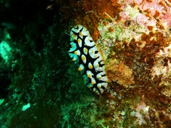 Phyllidia rueppelii