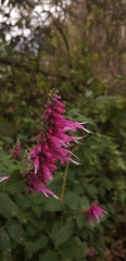 Salvia iodantha