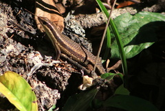 Eutropis rudis