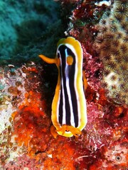Chromodoris quadricolor