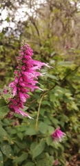 Salvia iodantha
