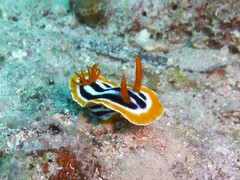 Chromodoris quadricolor