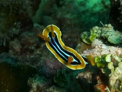 Chromodoris quadricolor
