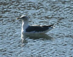 Larus fuscus