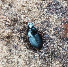 Harpalus dimidiatus