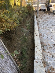 Anthophora aestivalis