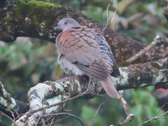 Patagioenas cayennensis