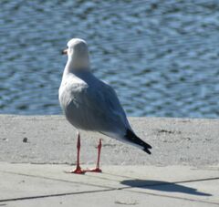 Chroicocephalus ridibundus