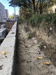 Anthophora aestivalis