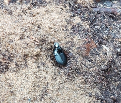 Harpalus dimidiatus