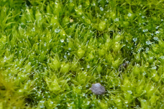 Ptychostomum imbricatulum