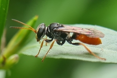 Aculeata