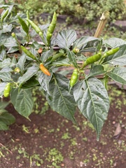 Capsicum annuum