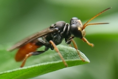 Aculeata