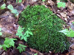 Thamnobryum alleghaniense