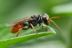 Aculeata
