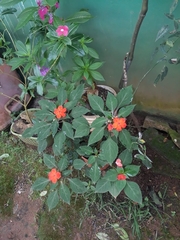 Impatiens