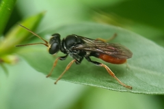 Aculeata