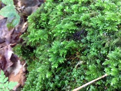 Thamnobryum alleghaniense