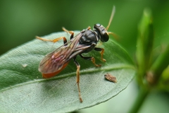 Aculeata