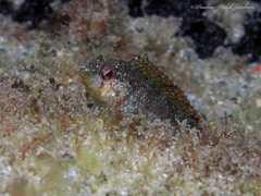 Malacoctenus macropus