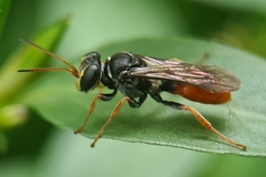 Aculeata