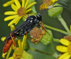 Amblyjoppa fuscipennis