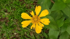 Coreopsis auriculata