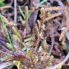 Scorpidium