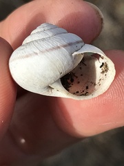 Helminthoglypta stiversiana