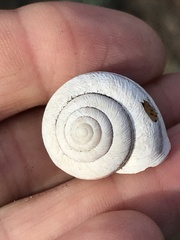 Helminthoglypta stiversiana