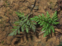 Cheilanthes tenuifolia