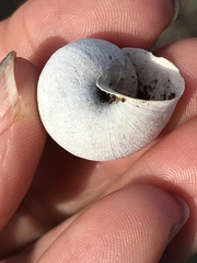 Helminthoglypta stiversiana