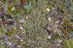 Cladonia coniocraea
