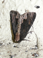 Dypterygia scabriuscula