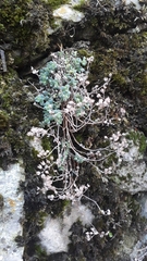 Sedum dasyphyllum